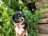 Dunyani̇n En Zeki̇ Irki Border Collie