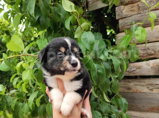 Dunyani̇n En Zeki̇ Irki Border Collie görsel