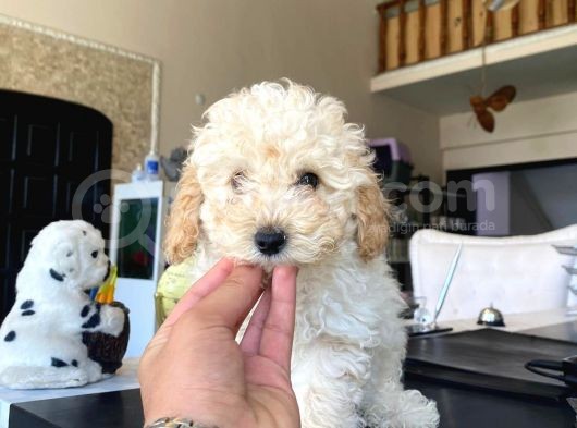 Kıvır Kıvır Apricot Toy Poodle Yavrusu