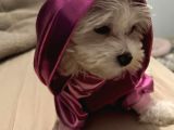 Güzel Maltese Dişi