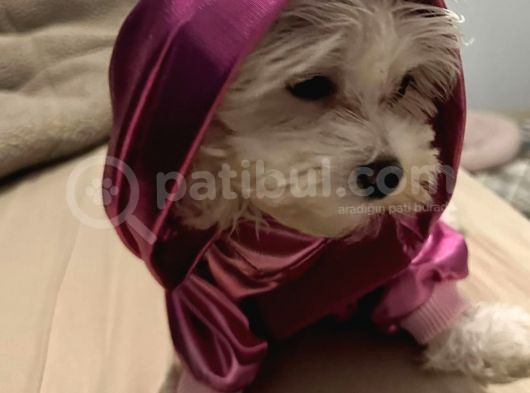 Güzel Maltese Dişi görsel