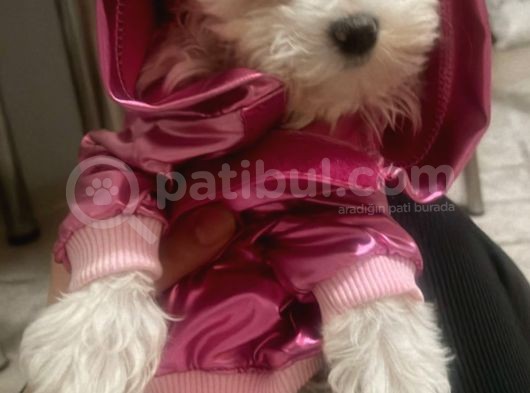 Güzel Maltese Dişi görsel