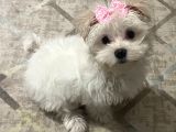 Güzel Maltese Dişi
