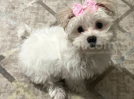 Güzel Maltese Dişi görsel