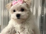 Güzel Maltese Dişi