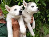 Kari̇zmati̇k Husky Yavrularimiz