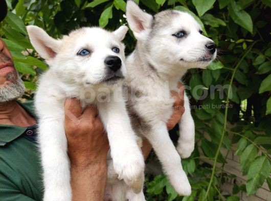 Kari̇zmati̇k Husky Yavrularimiz görsel