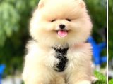 Gülen Yüz Pomeranian