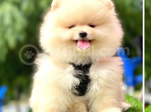 Gülen Yüz Pomeranian görsel