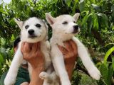 Kari̇zmati̇k Husky Yavrularimiz