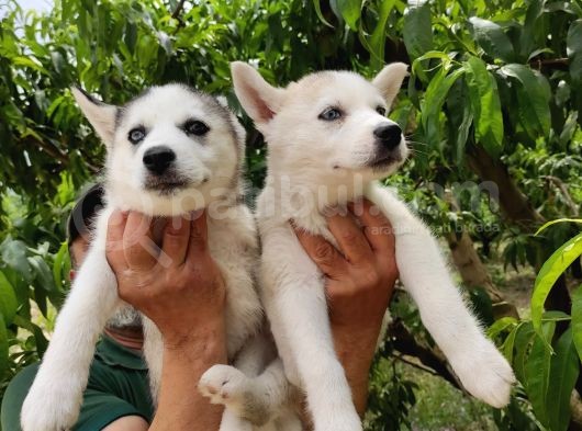 Kari̇zmati̇k Husky Yavrularimiz görsel