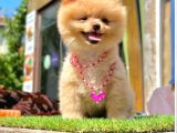 Gülen yüz pomeranian