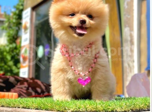 Gülen Yüz Pomeranian