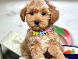 Candostum  maltipoo
