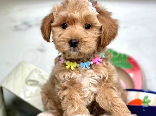 Candostum  Maltipoo