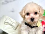 Candostum  Maltipoo