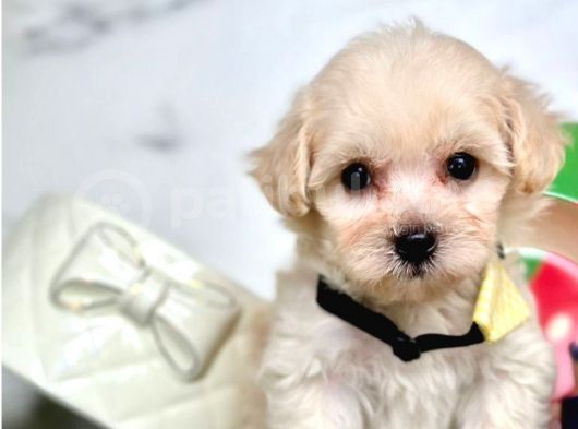 Candostum  Maltipoo görsel