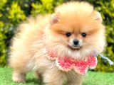 Gülen Yüz Pomeranian