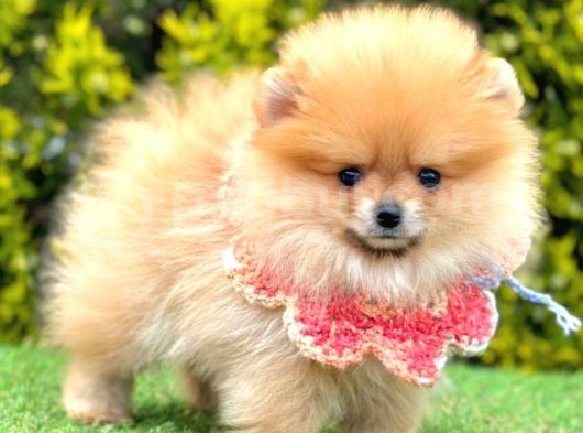 Gülen Yüz Pomeranian görsel