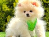 Yeni yavru Pomeranian