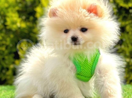 Yeni Yavru Pomeranian