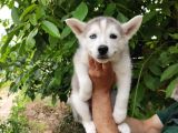 Kari̇zmati̇k Husky Yavrularimiz