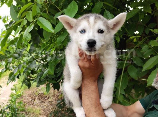 Kari̇zmati̇k Husky Yavrularimiz görsel