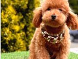 Bu Yavruları Görmeden Poodle Sahiplenme