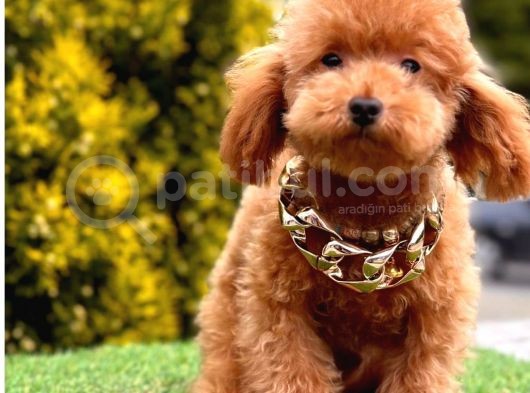 Bu Yavruları Görmeden Poodle Sahiplenme görsel