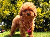Bu Yavruları görmeden poodle sahiplenme