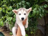 Kari̇zmati̇k Husky Yavrularimiz