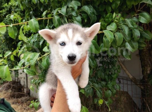 Kari̇zmati̇k Husky Yavrularimiz görsel