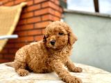 Kızıl red toy Poodle yavrusu