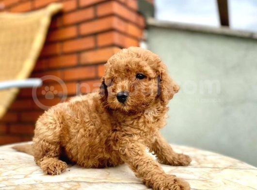 Kızıl Red Toy Poodle Yavrusu