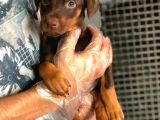 Irkının en iyisi kızıl Doberman yavrusu