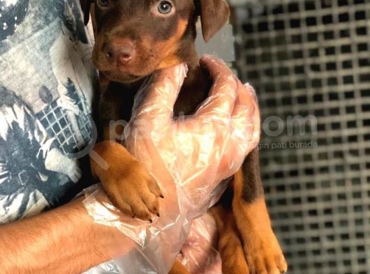 Irkının En Iyisi Kızıl Doberman Yavrusu