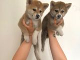 Japon Akita Bebekler