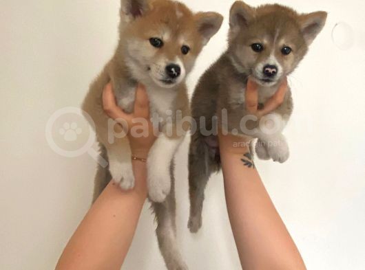 Japon Akita Bebekler görsel