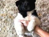 İrki̇ni̇n En Iyisi Amerikan Akita Bebekler