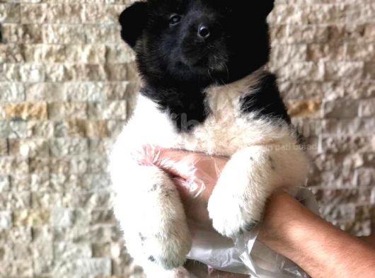 İrki̇ni̇n En Iyisi Amerikan Akita Bebekler görsel
