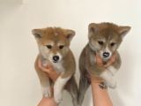 Japon Akita Bebekler