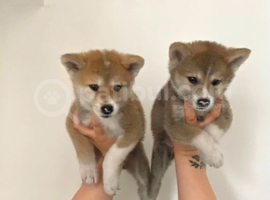 Japon Akita Bebekler görsel