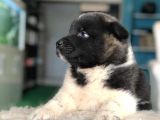 İRKİNİN en iyisi Amerikan Akita bebekler