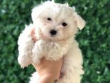 Pofuduk maltese terrier yavrusu