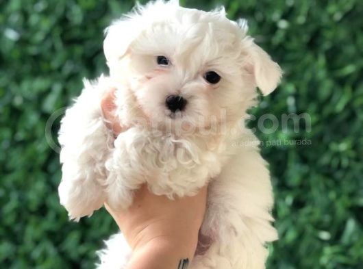 Pofuduk Maltese Terrier Yavrusu