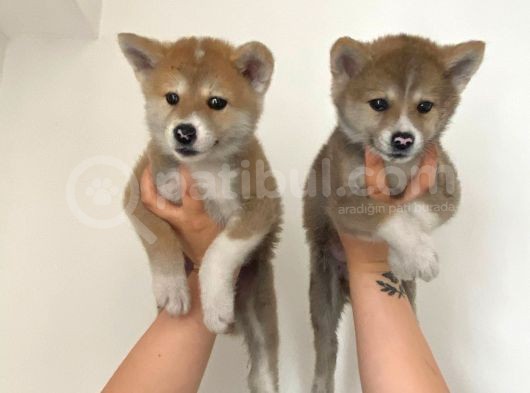 Japon Akita Bebekler