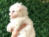 Pofuduk Maltese Terrier Yavrusu