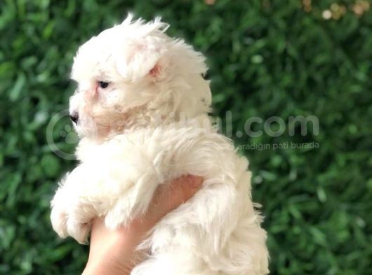 Pofuduk Maltese Terrier Yavrusu görsel