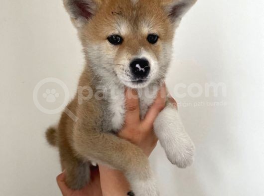 Japon Akita Bebekler görsel