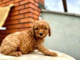 Kızıl Red Toy Poodle Yavrusu